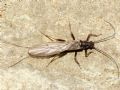 Capnia sp.